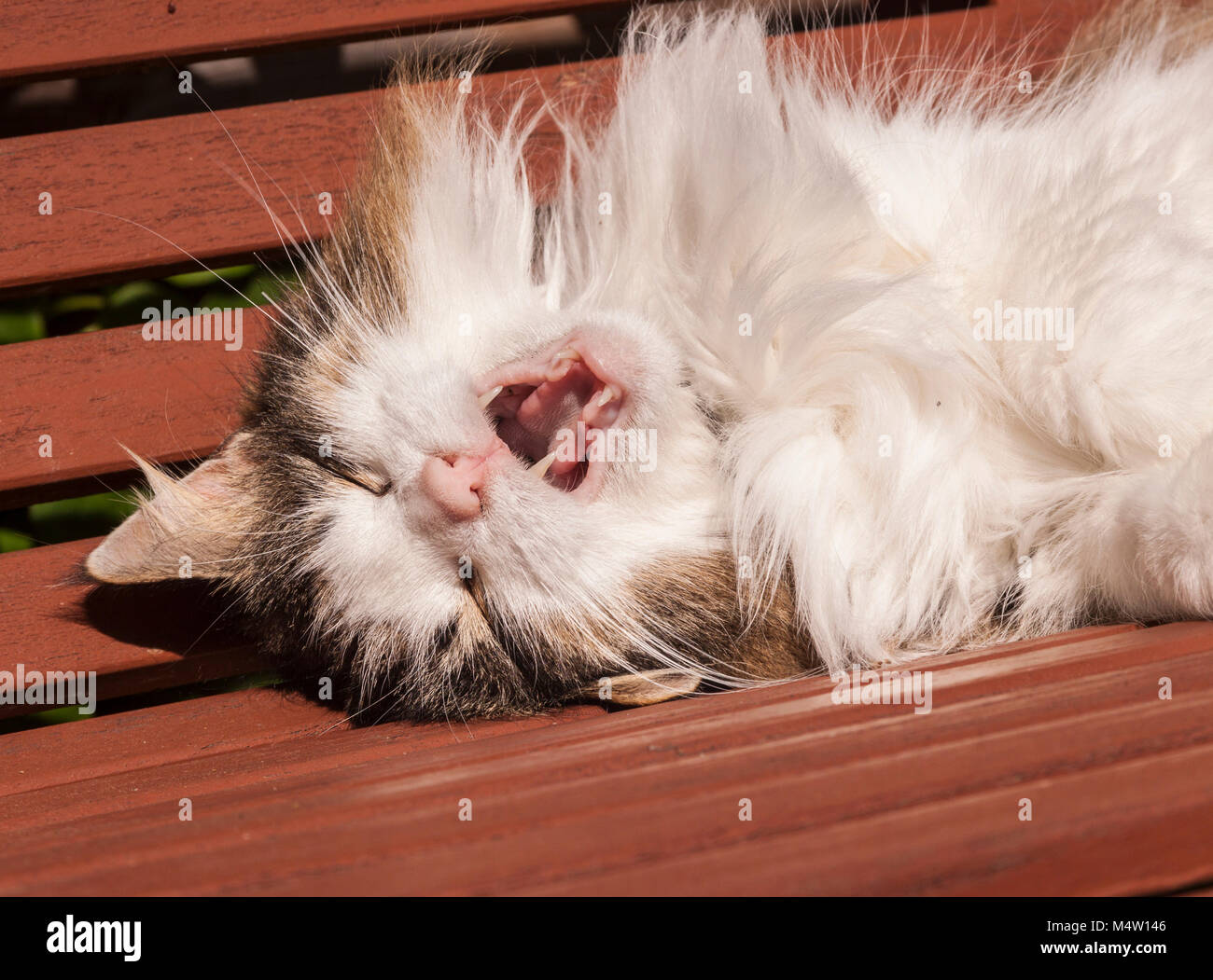 Tortoiseshell and white Norwegian Forest cat lying asleep on it's back with mouth open and fangs showing. Stock Photo