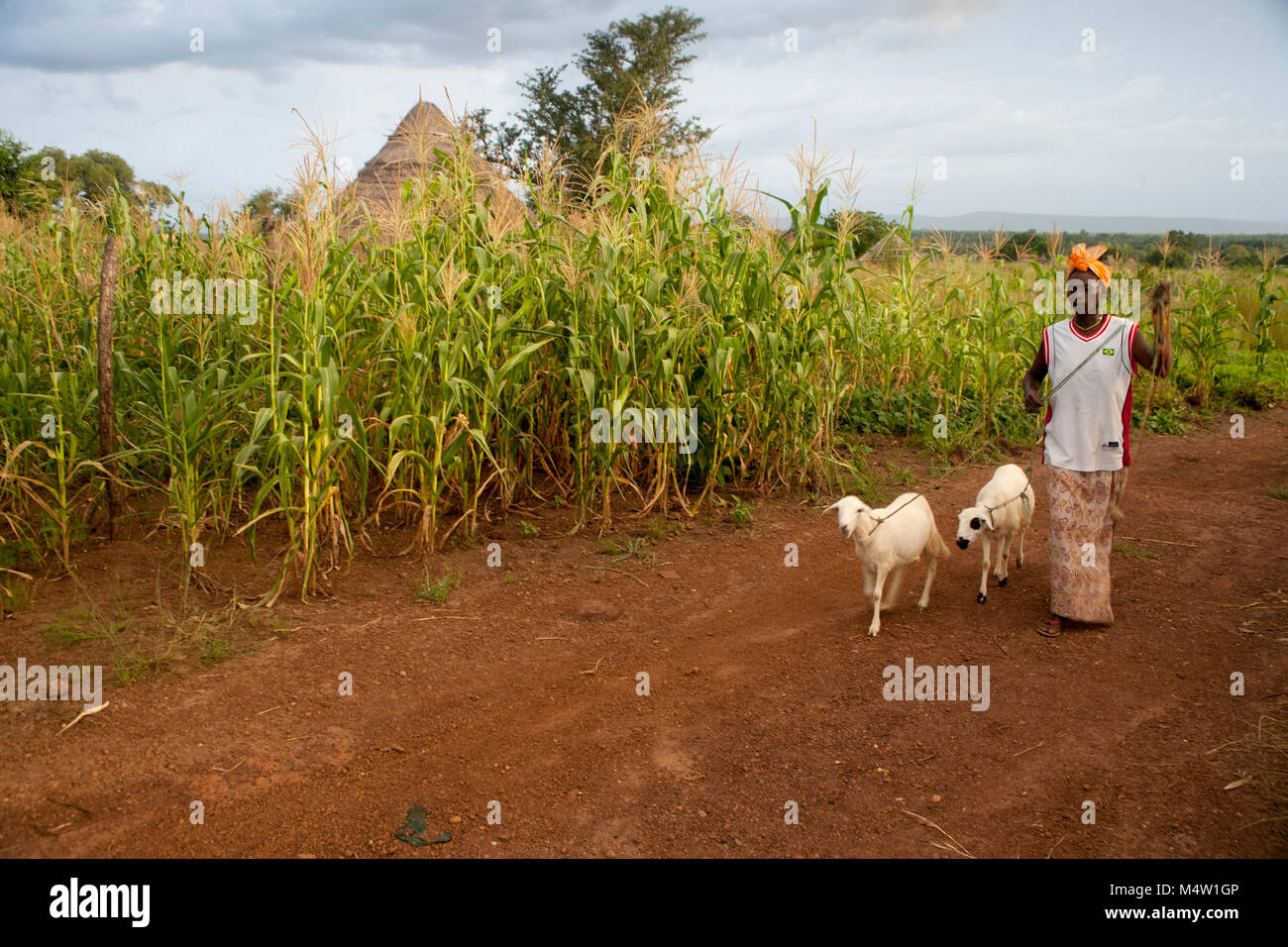 Rural woman and her two sheep in rural Senegal Stock Photo