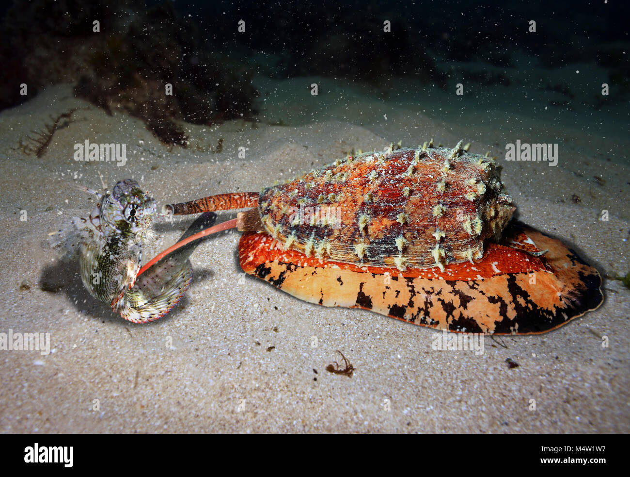 Geographic Cone Snail High Resolution Stock Photography and Images Alamy