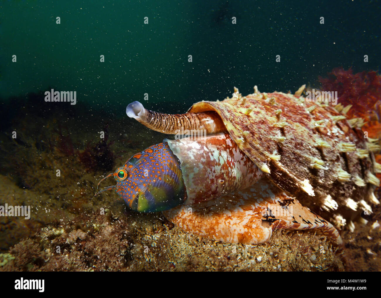 Venomous Shell Stock Photos & Venomous Shell Stock Images Alamy