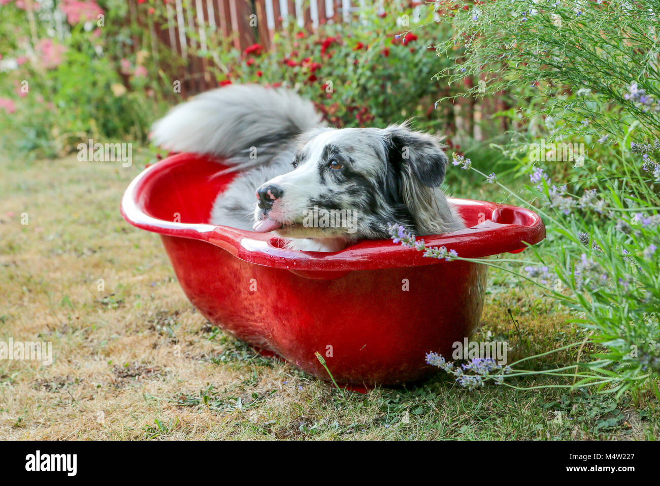 An australian shepherd is lying in the basin and enjoying the water. He´s looking funny as it is showing its tongue. Stock Photo