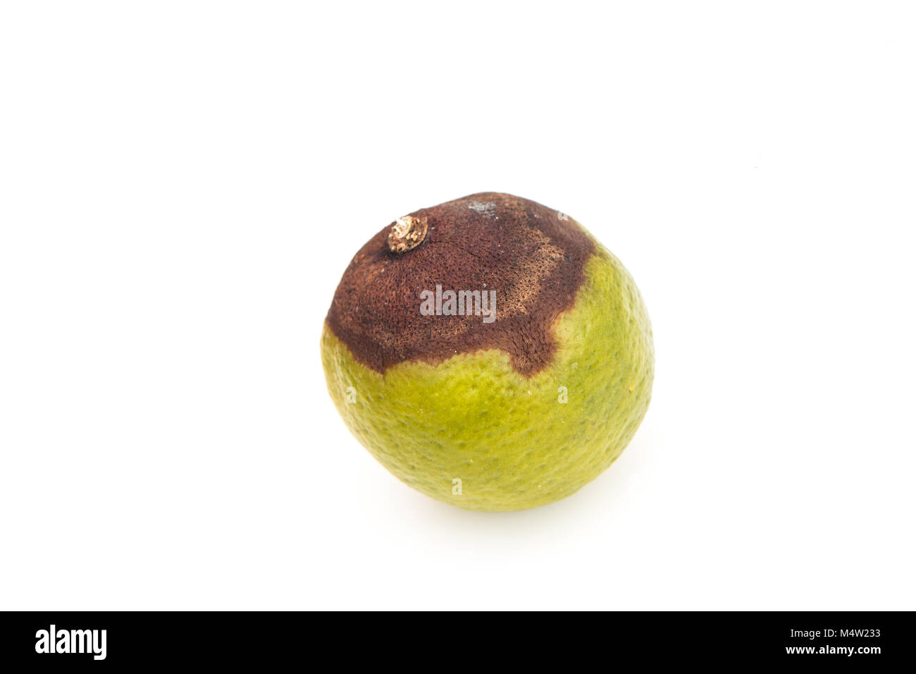 Citrus disease hi-res stock photography and images - Alamy