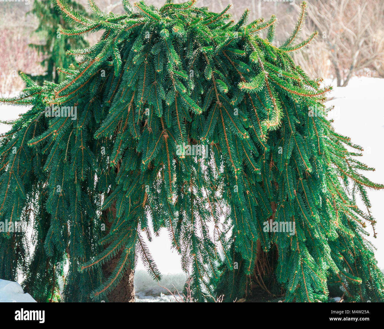 An unusual Norway weeping spruce that has formed an arch, Picea abies pendula Stock Photo