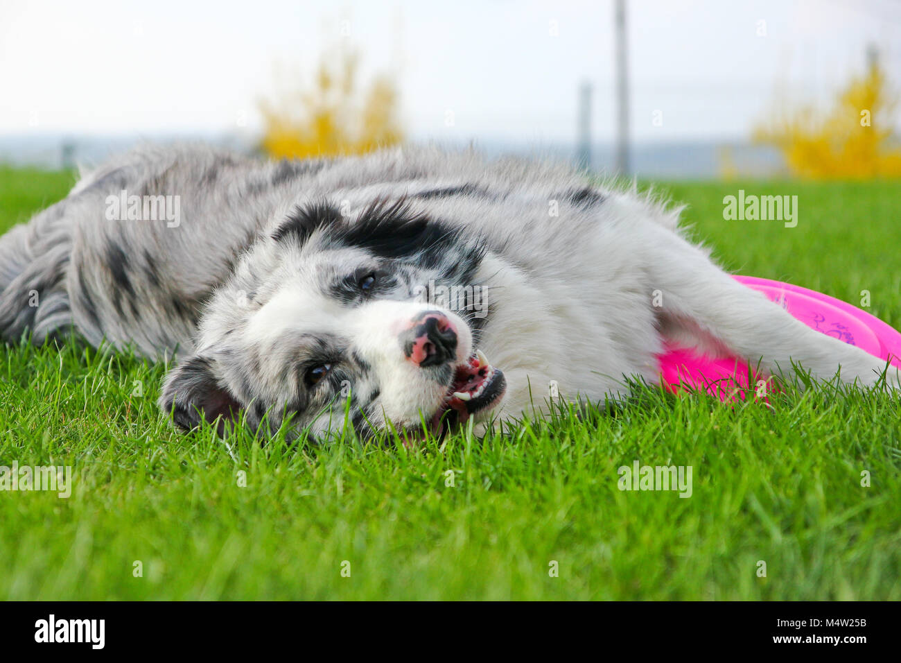 A cute young female Australian shepherd is lying on the grass and holding its frisbee. She looks happy and satisfied. Stock Photo