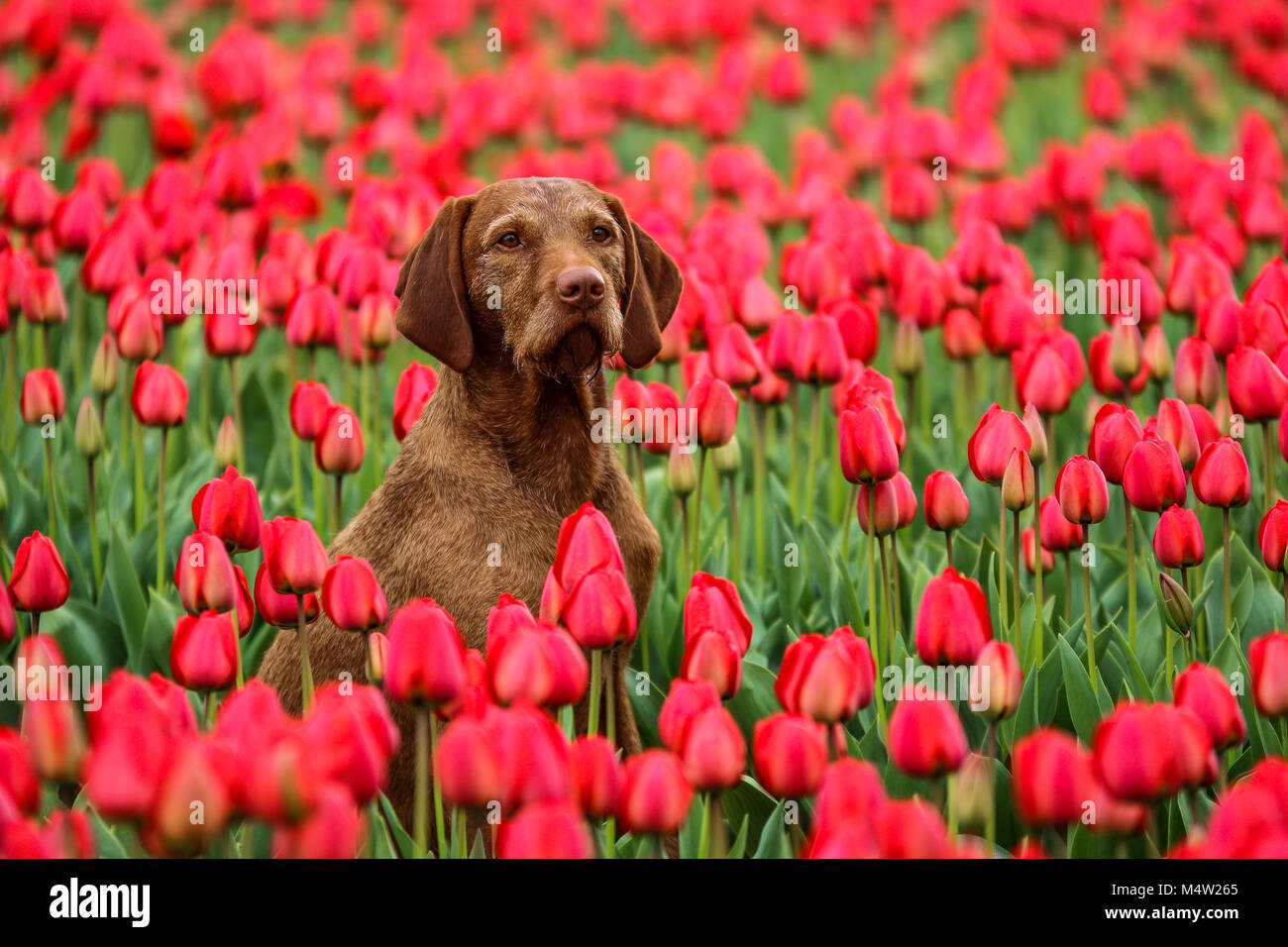 A picture from the amazing tulip fields in Netherlands during the cloudy, spring day. The dog is sitting in the field and enjoying the view. Stock Photo