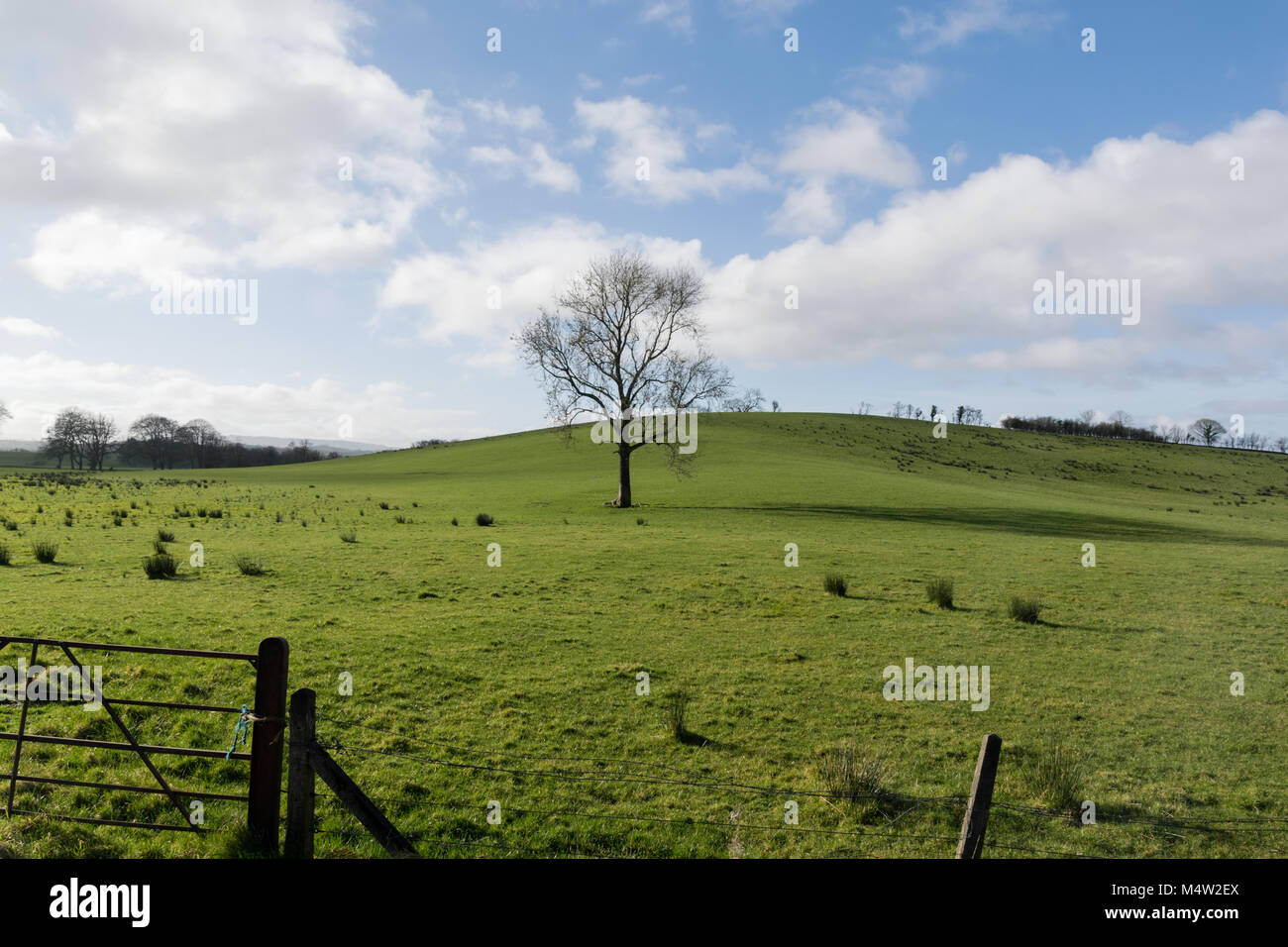 A solitary bare tree in a green field with a blue sky and cotton white ...