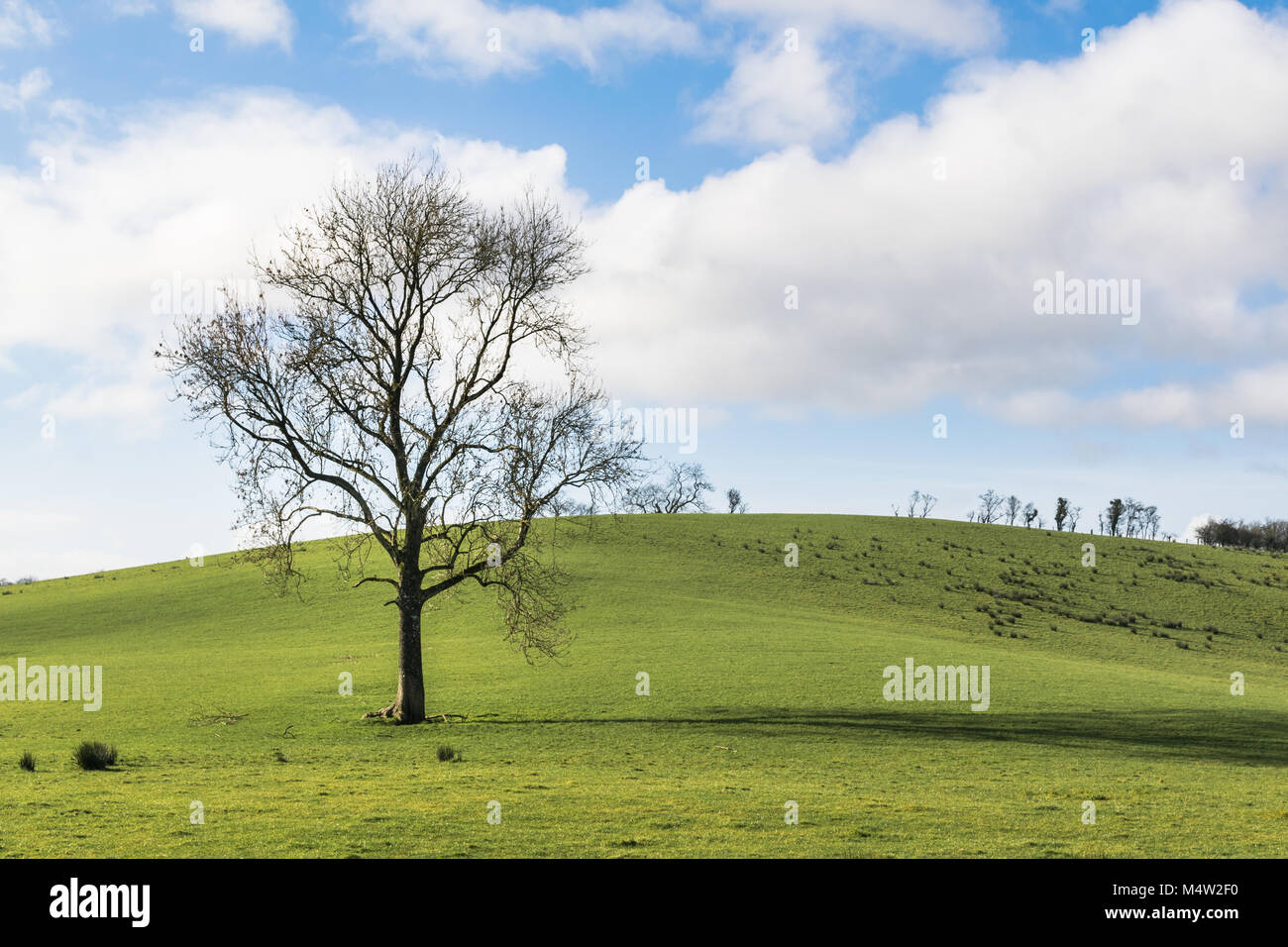 A solitary bare tree in a green field with a blue sky and cotton white ...