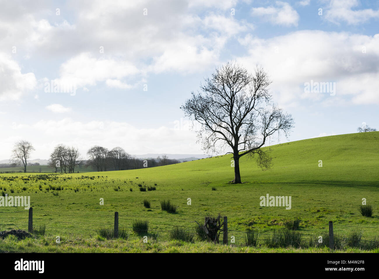 A solitary bare tree in a green field with a blue sky and cotton white ...
