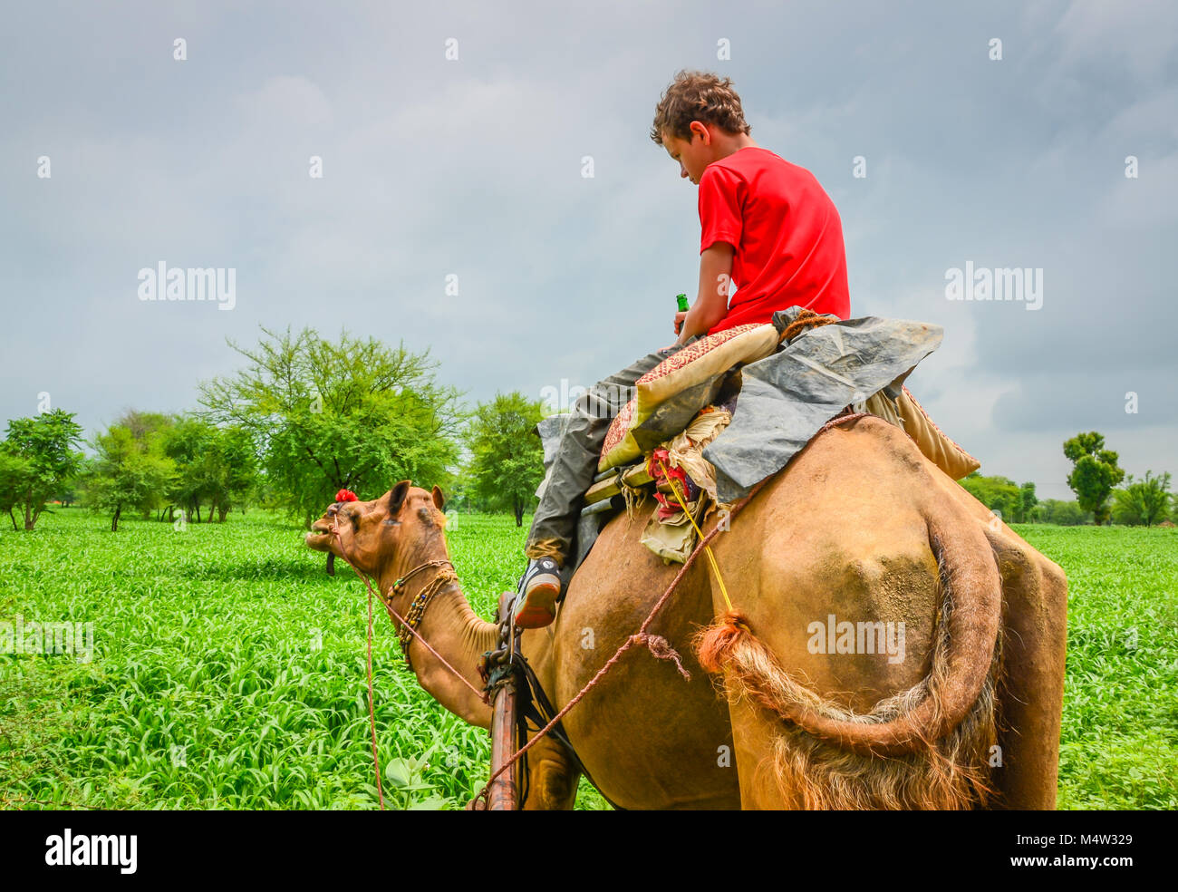 Boy riding camel hi-res stock photography and images - Alamy