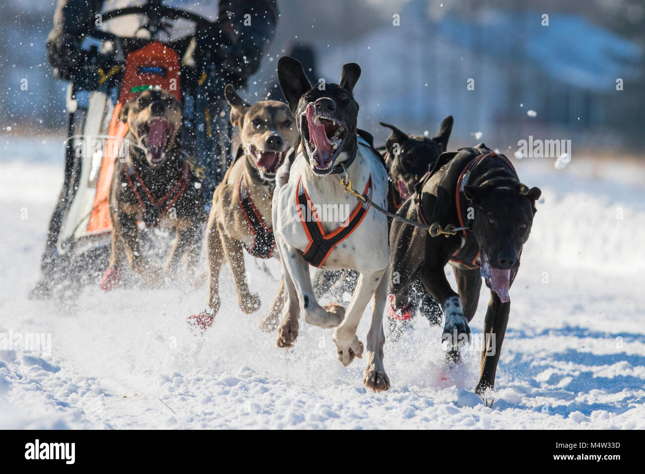 sled dogs in quebec Canada Stock Photo Alamy