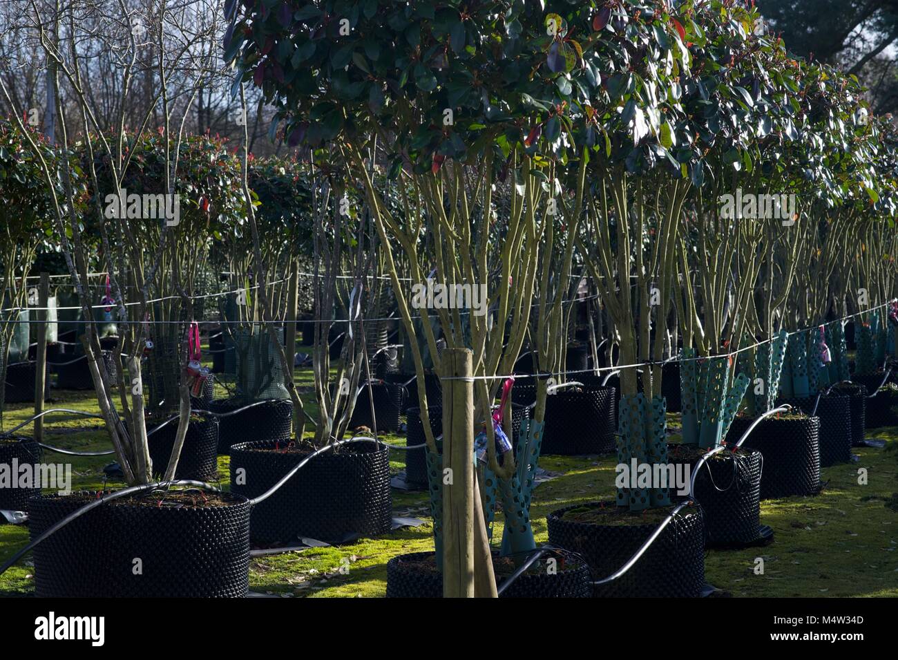 Mature tree nursery Stock Photo Alamy