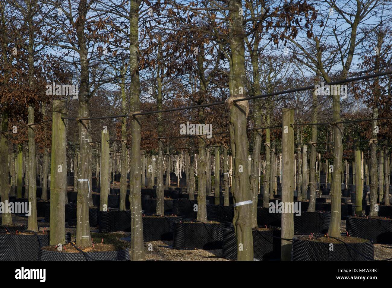 Mature tree nursery Stock Photo Alamy