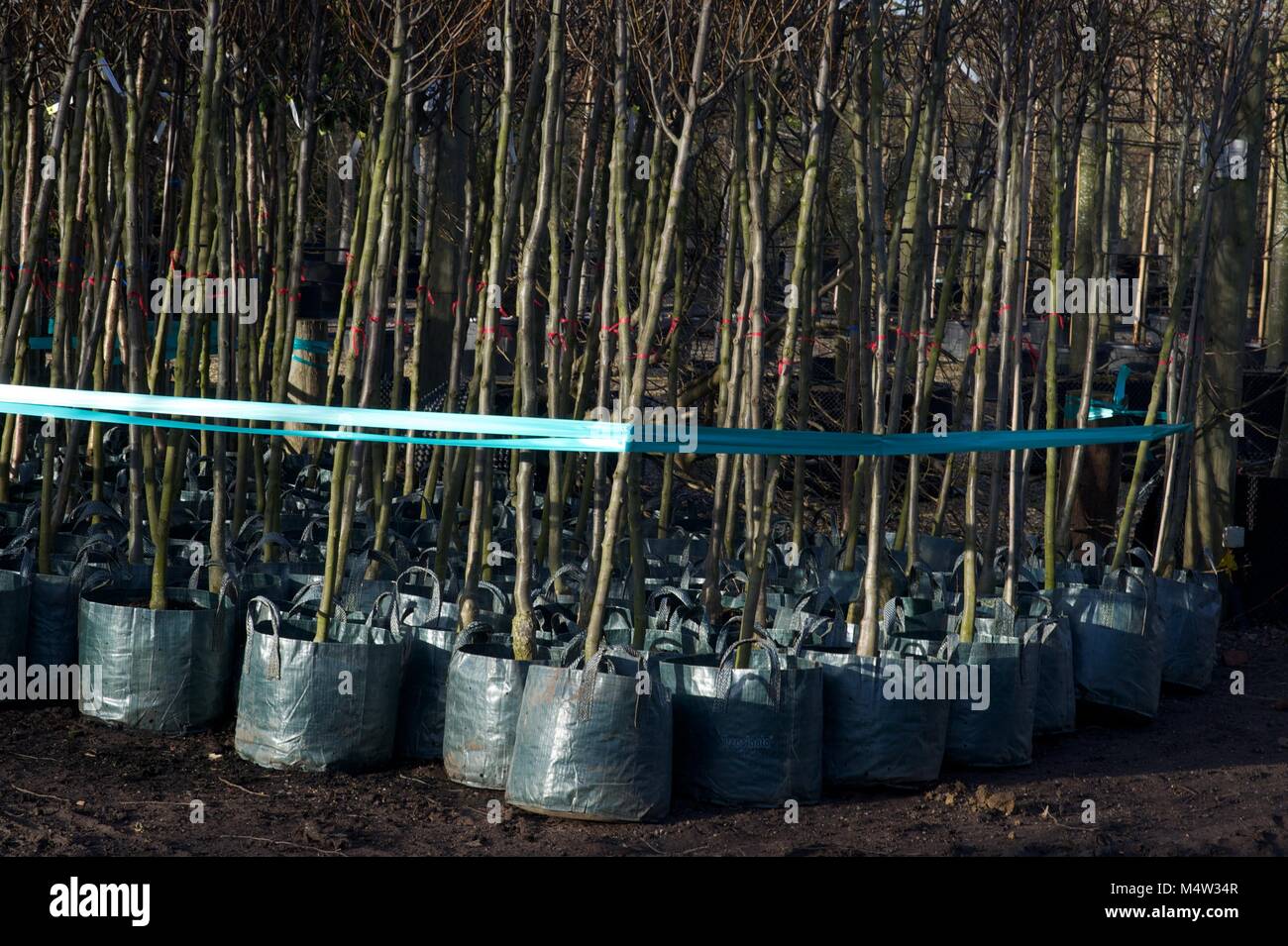 Mature tree nursery Stock Photo Alamy