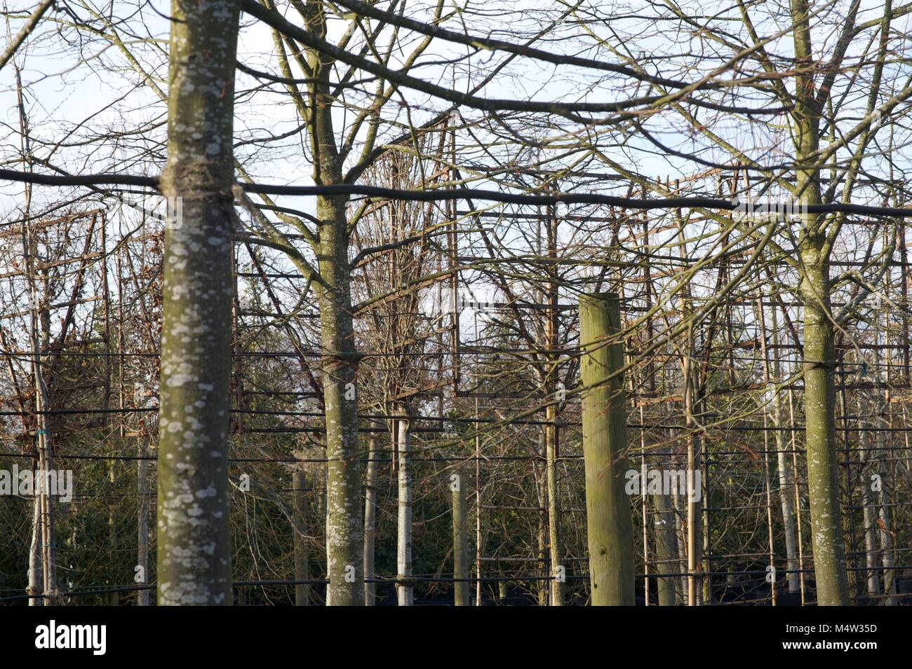 Mature tree nursery Stock Photo Alamy