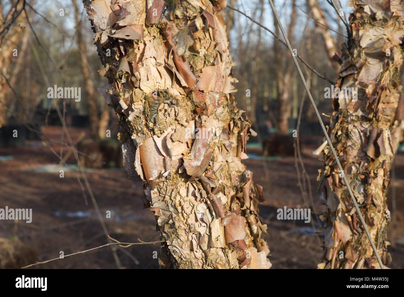 Mature tree nursery Stock Photo Alamy