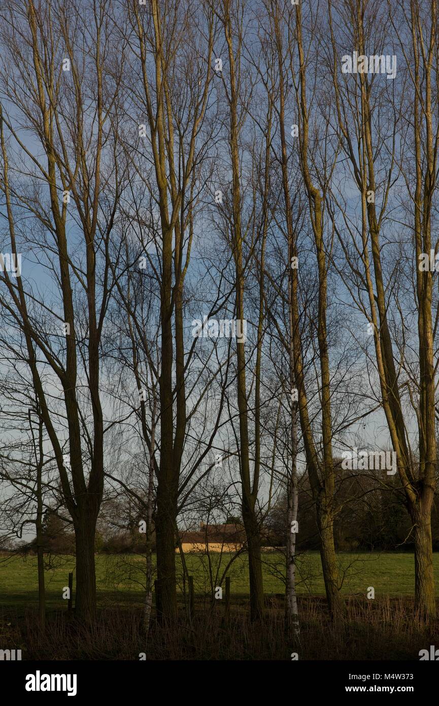 Mature tree nursery Stock Photo Alamy