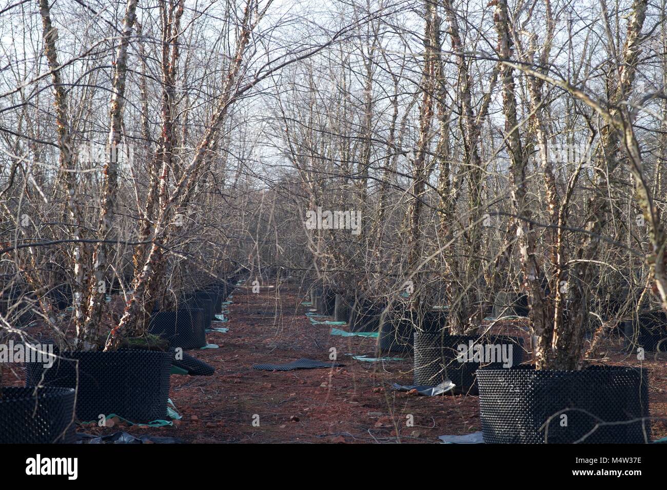 Mature tree nursery Stock Photo Alamy