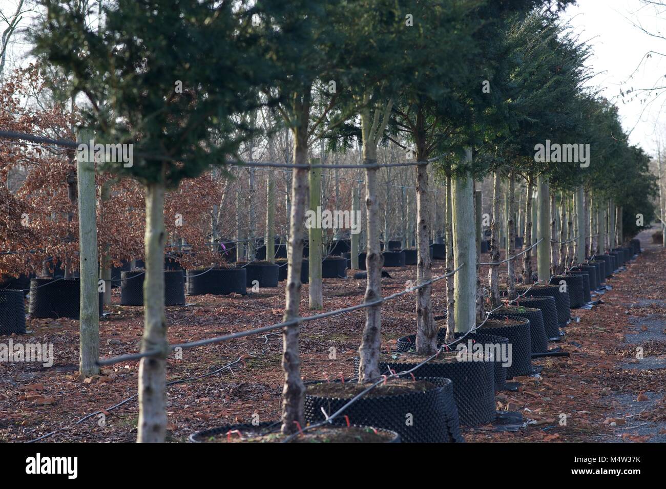 Mature tree nursery Stock Photo Alamy