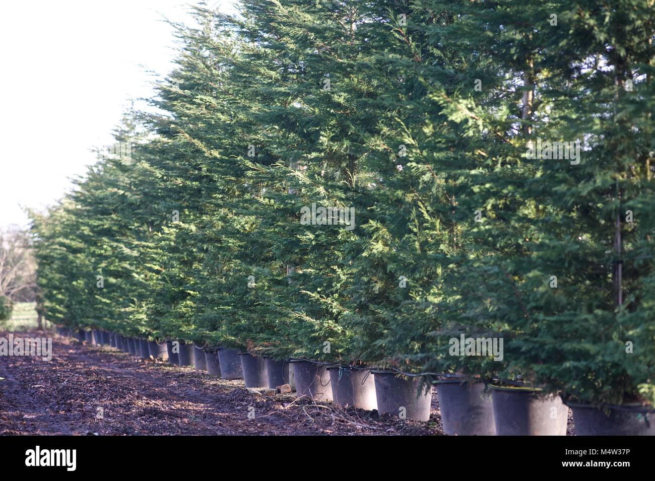 Mature tree nursery Stock Photo Alamy