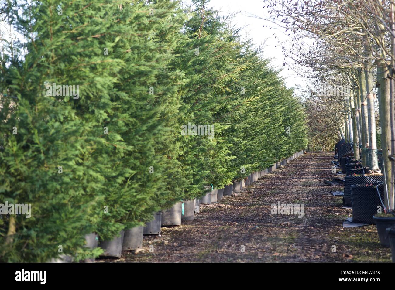 Mature tree nursery Stock Photo Alamy