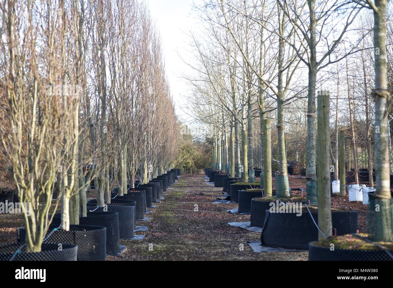 Mature tree nursery Stock Photo Alamy