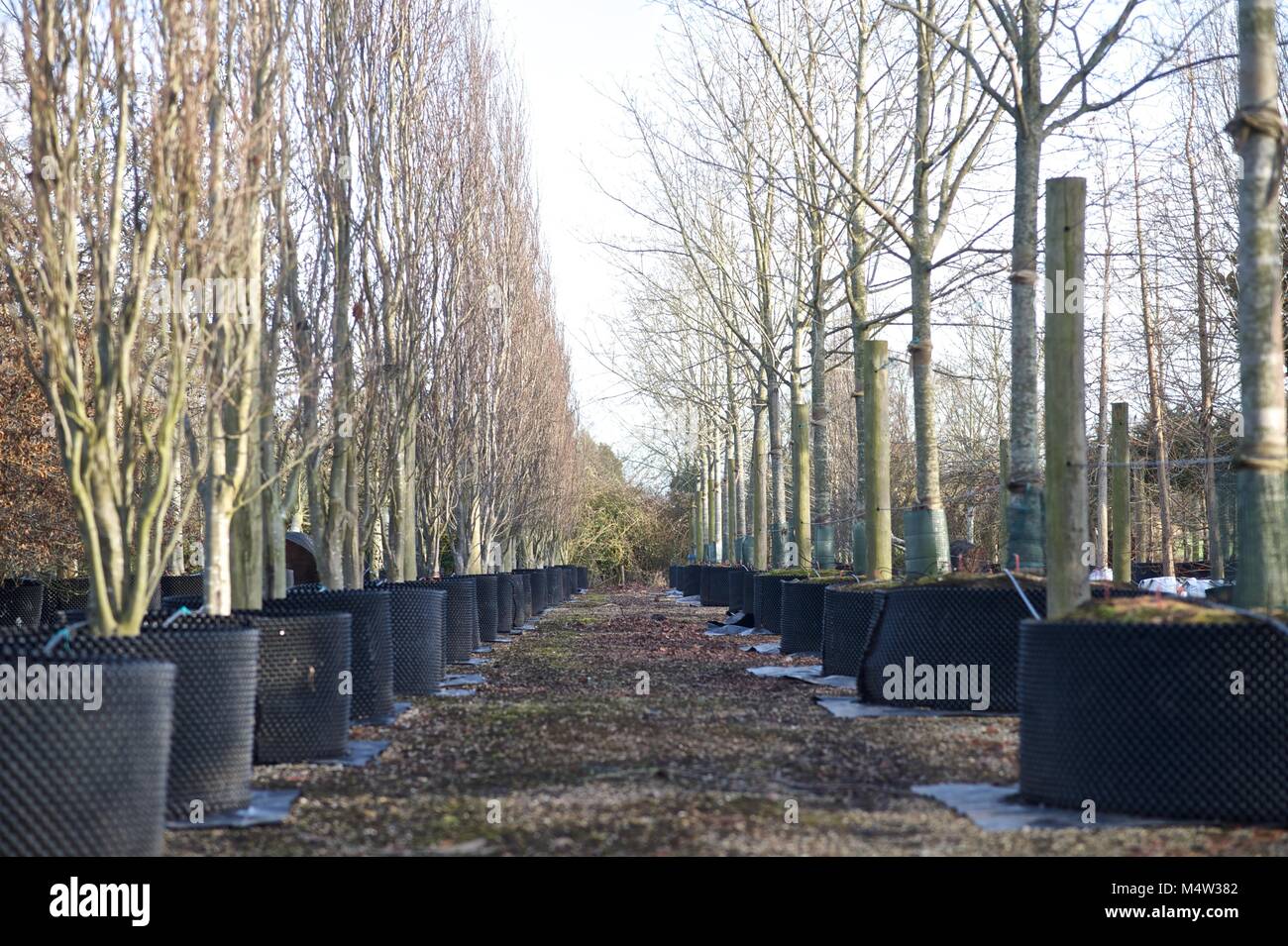 Mature tree nursery Stock Photo Alamy
