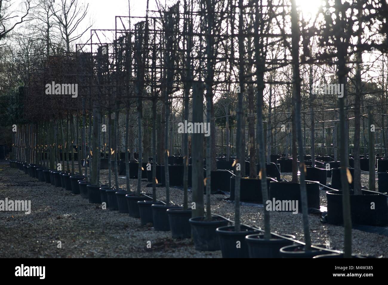 Mature tree nursery Stock Photo Alamy