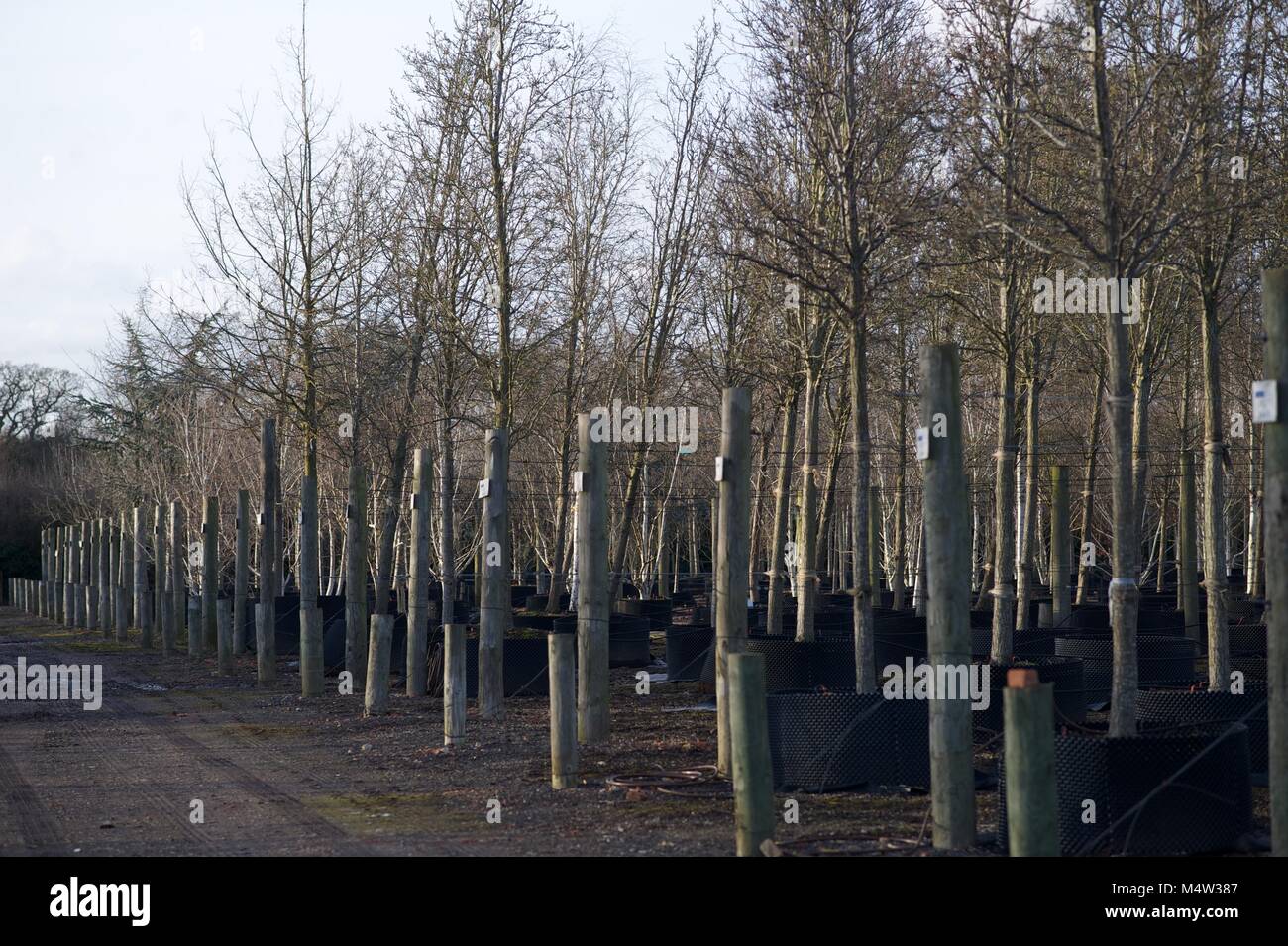 Mature tree nursery Stock Photo Alamy
