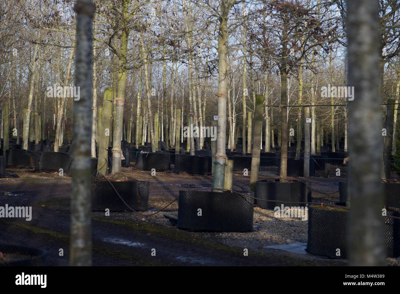 Mature tree nursery Stock Photo Alamy