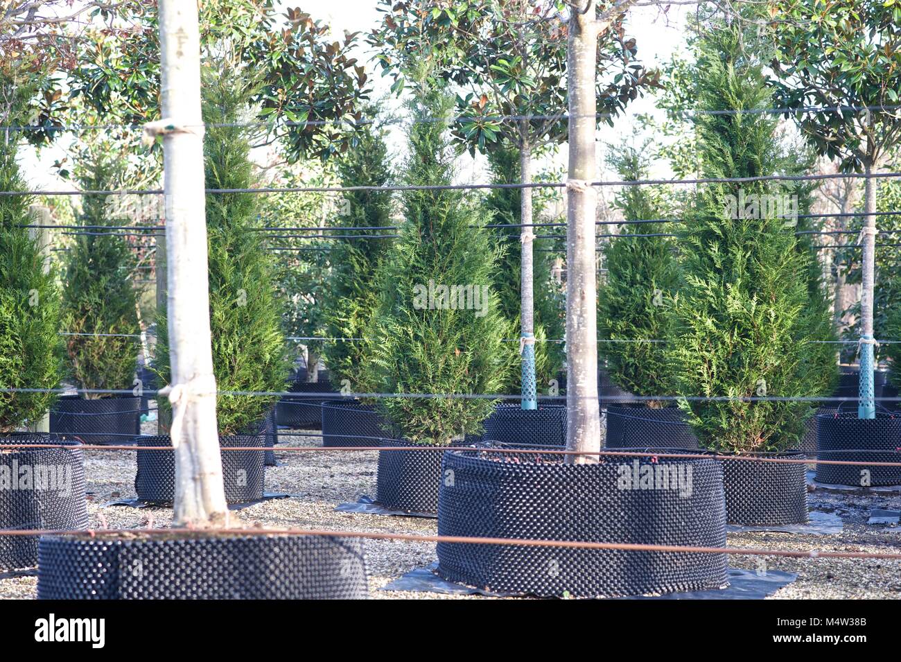 Mature tree nursery Stock Photo Alamy