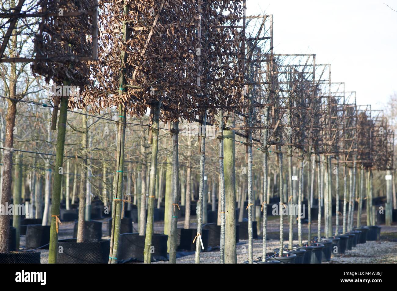 Mature tree nursery Stock Photo Alamy