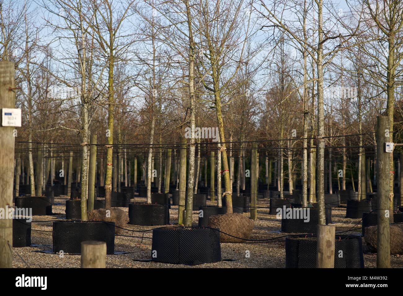 Mature tree nursery Stock Photo Alamy