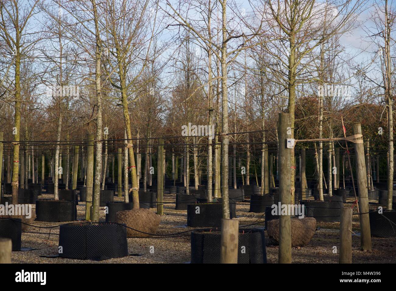 Mature tree nursery Stock Photo Alamy