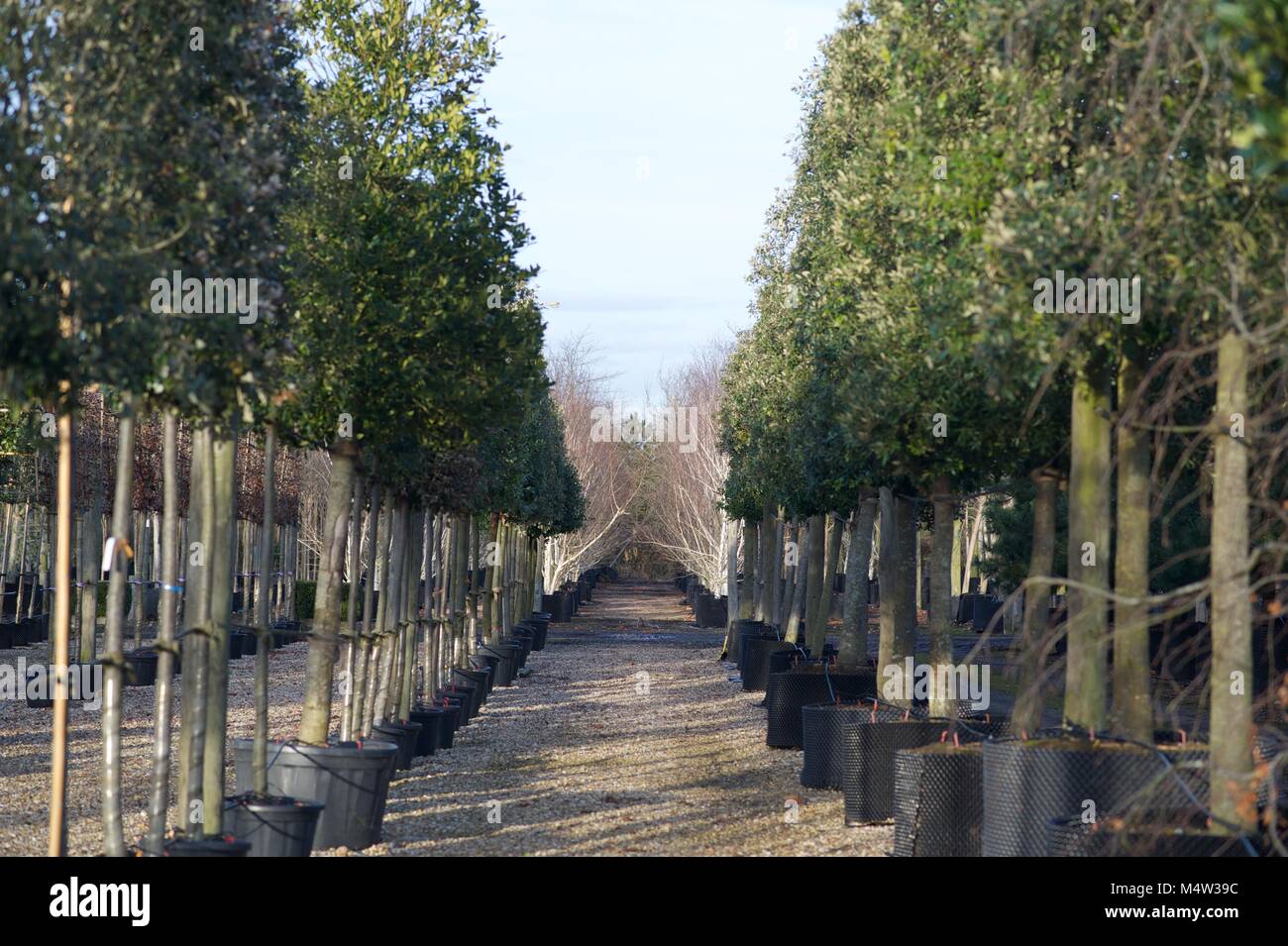 Mature tree nursery Stock Photo Alamy