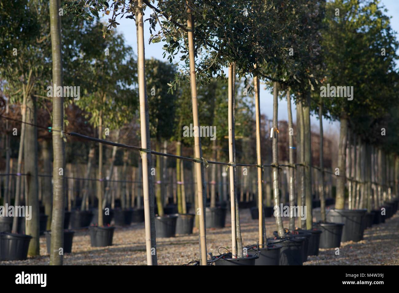 Mature tree nursery Stock Photo Alamy