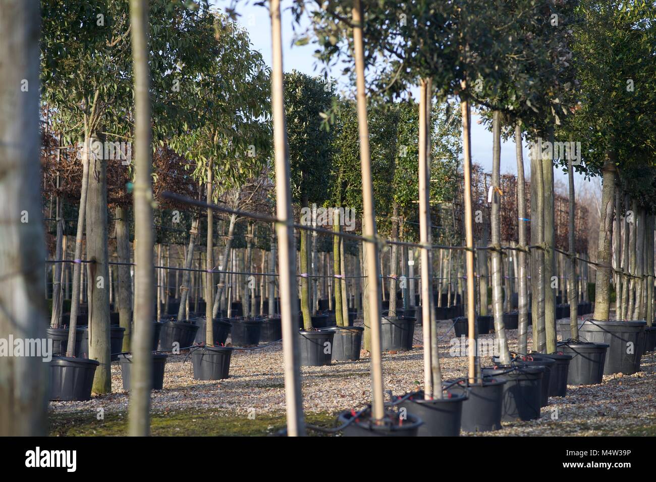 Mature tree nursery Stock Photo Alamy