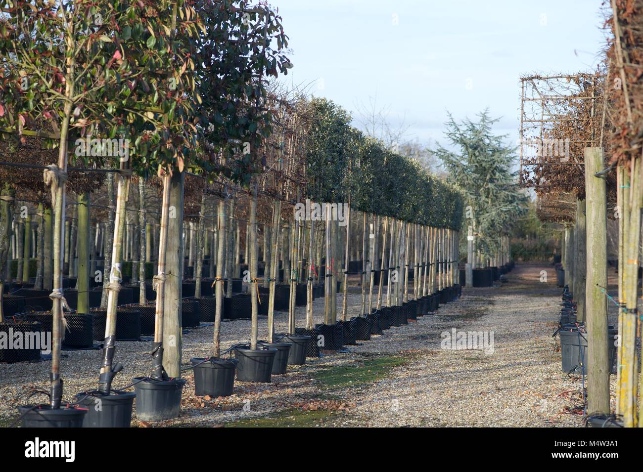 Mature tree nursery Stock Photo Alamy