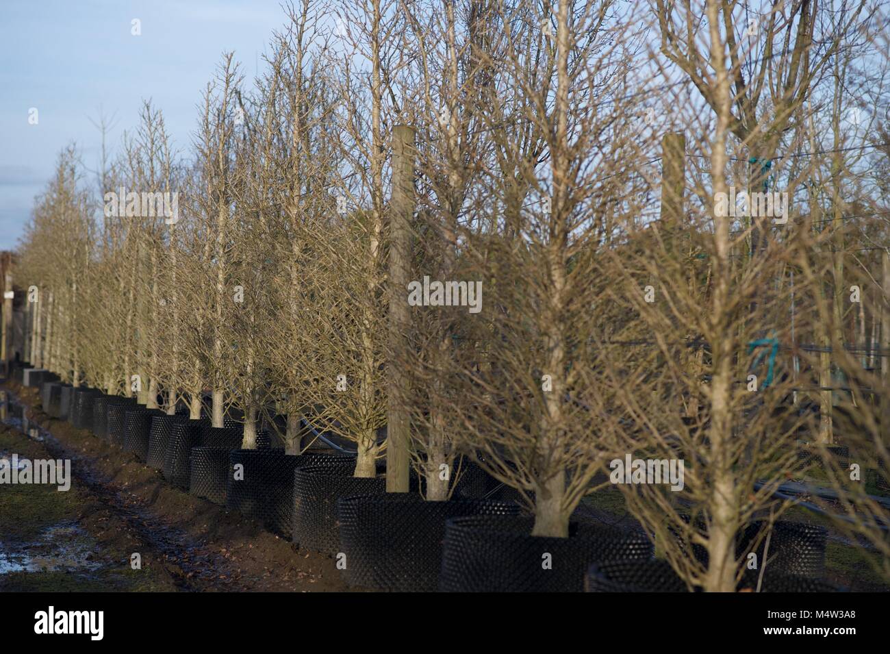 Mature tree nursery Stock Photo Alamy