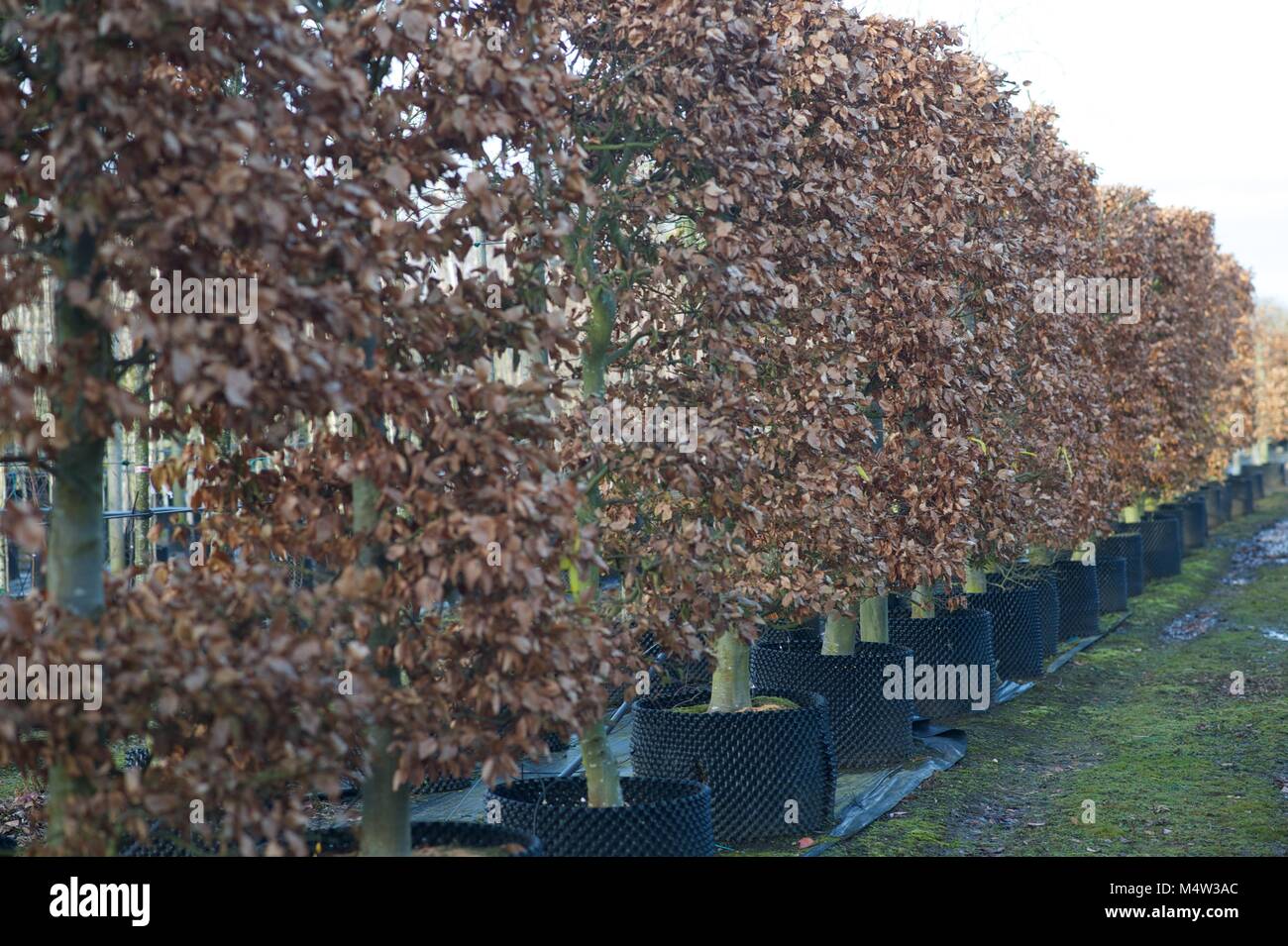 Mature tree nursery Stock Photo Alamy