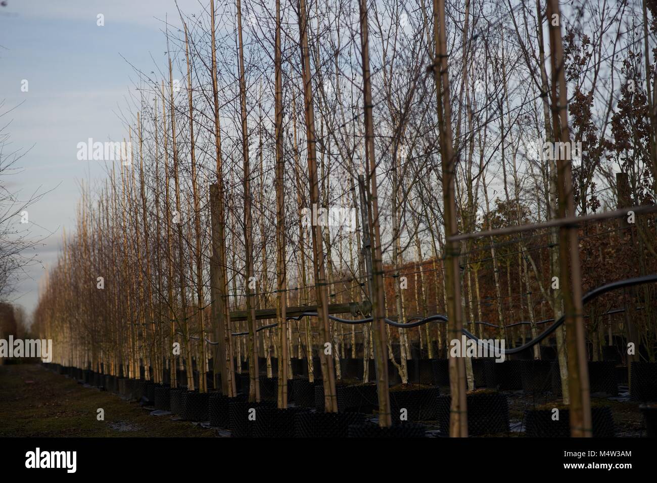 Mature tree nursery Stock Photo Alamy