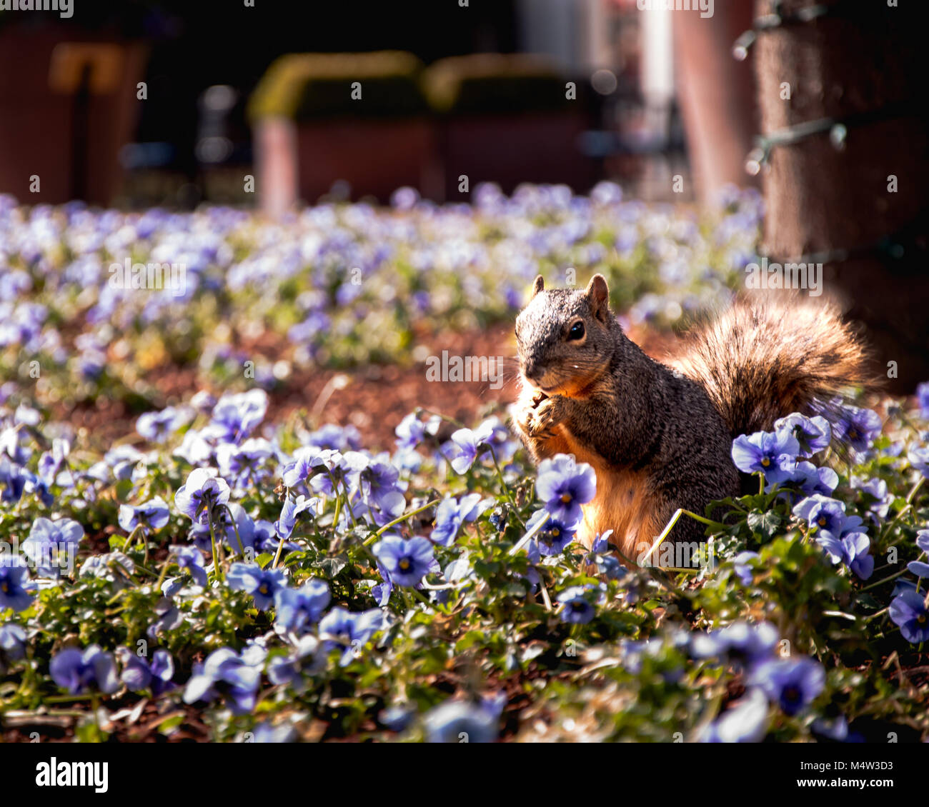 Squirrel eating over flowers at the dallas arboretum hires stock