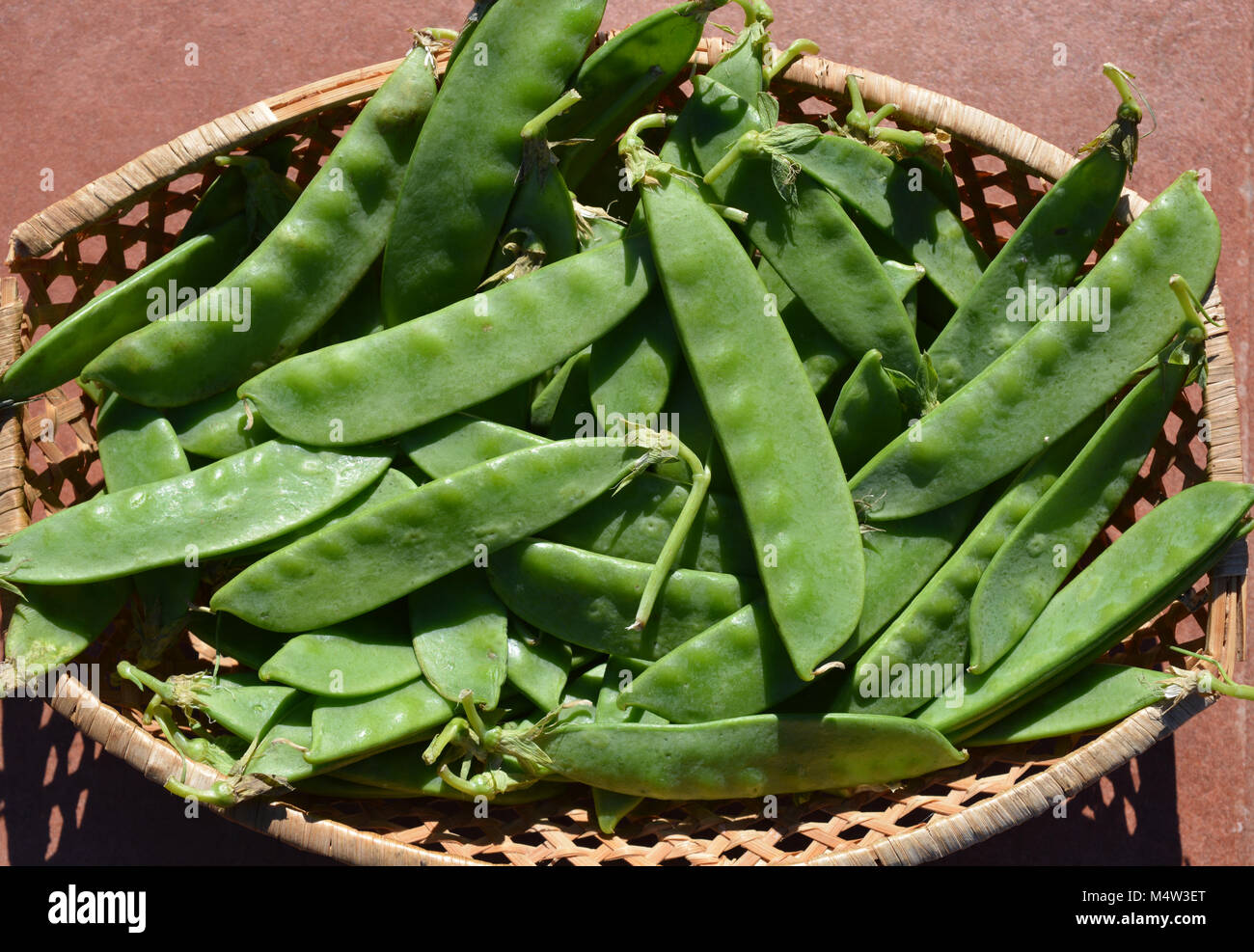 Pisum sativum var. saccharatum, also known as mangetout or snow peas Stock Photo