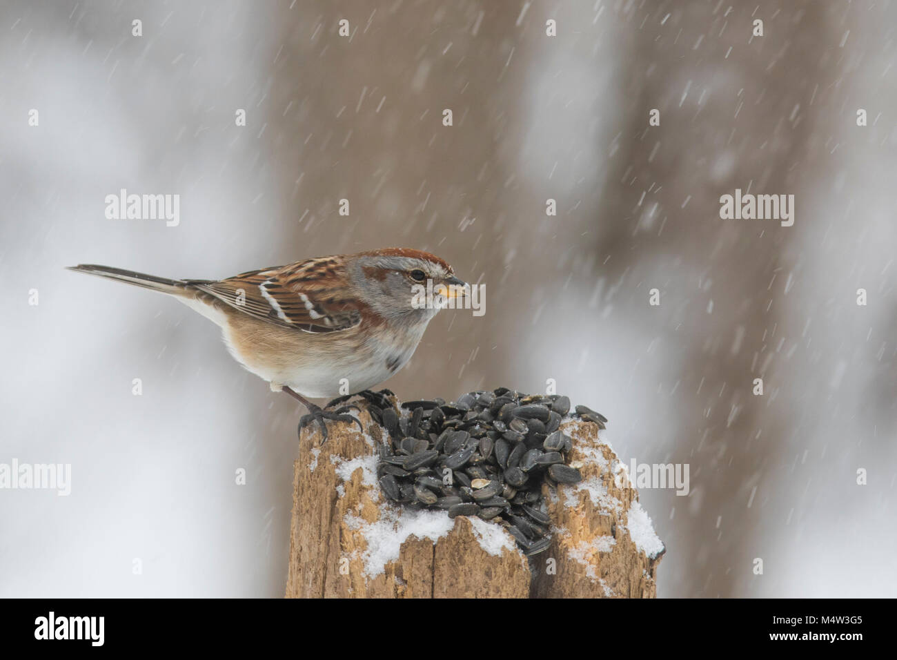american tree sparrow in winter Stock Photo