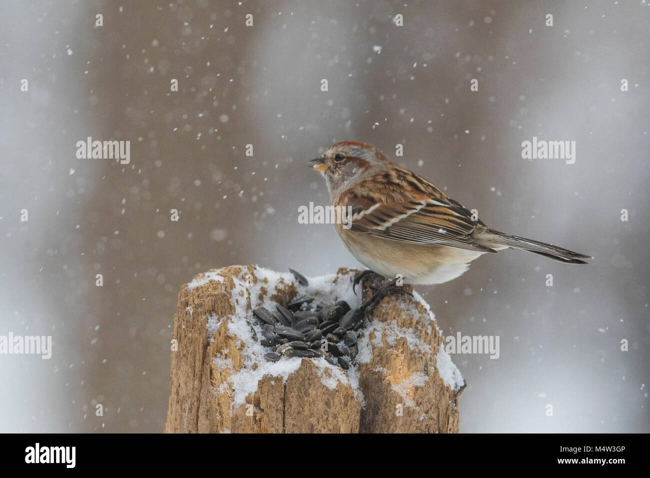 american tree sparrow in winter Stock Photo