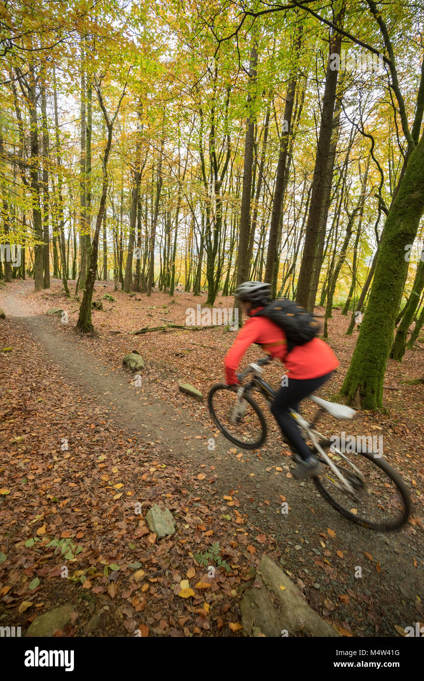 Autumn cyclist on the Ballyhoura Forest mountain bike trail, County Limerick, Ireland. Stock Photo