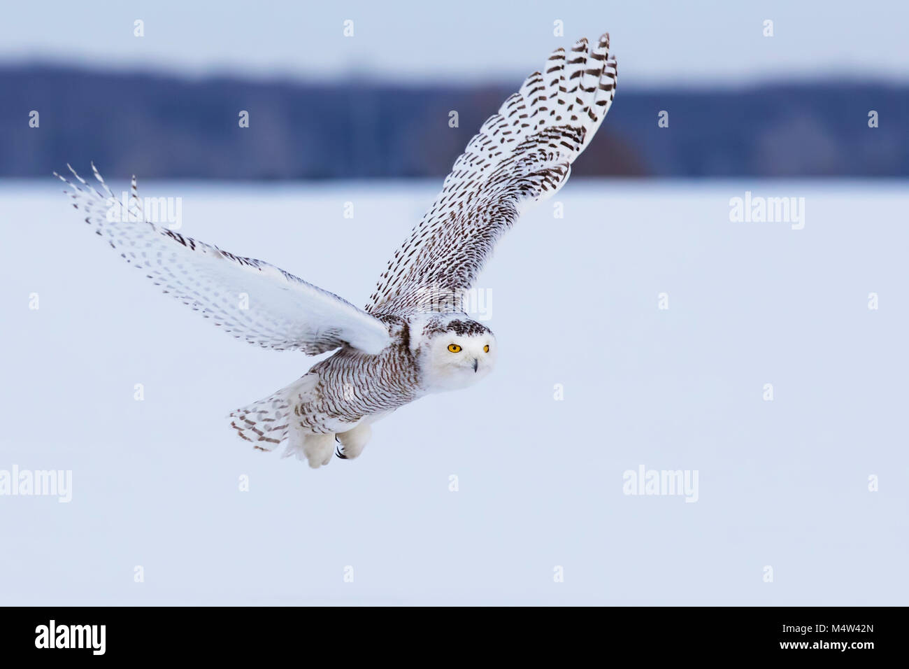 Snowy owl in winter Stock Photo - Alamy