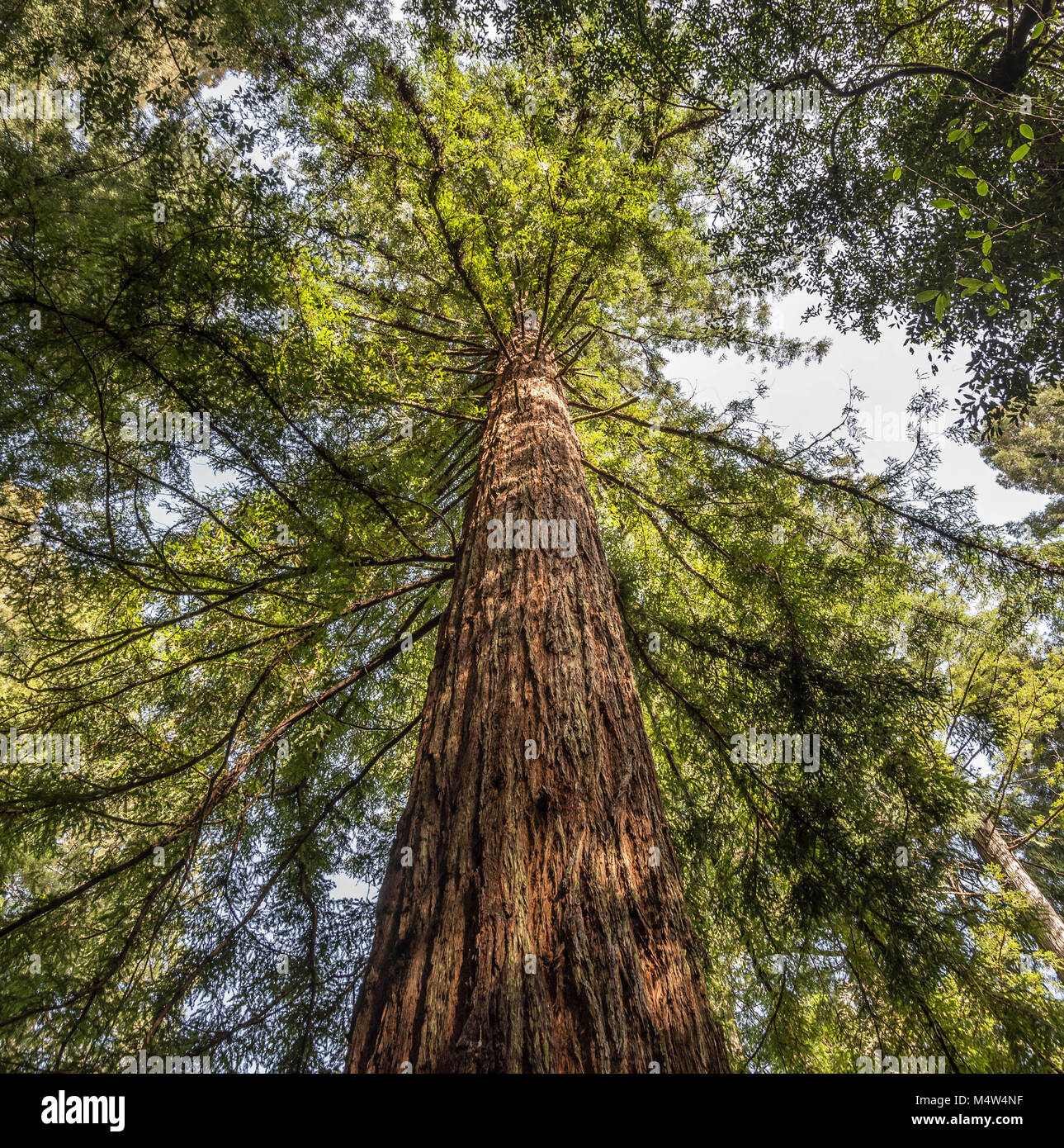 Redwood trees near Crescent City in northern California Stock Photo Alamy