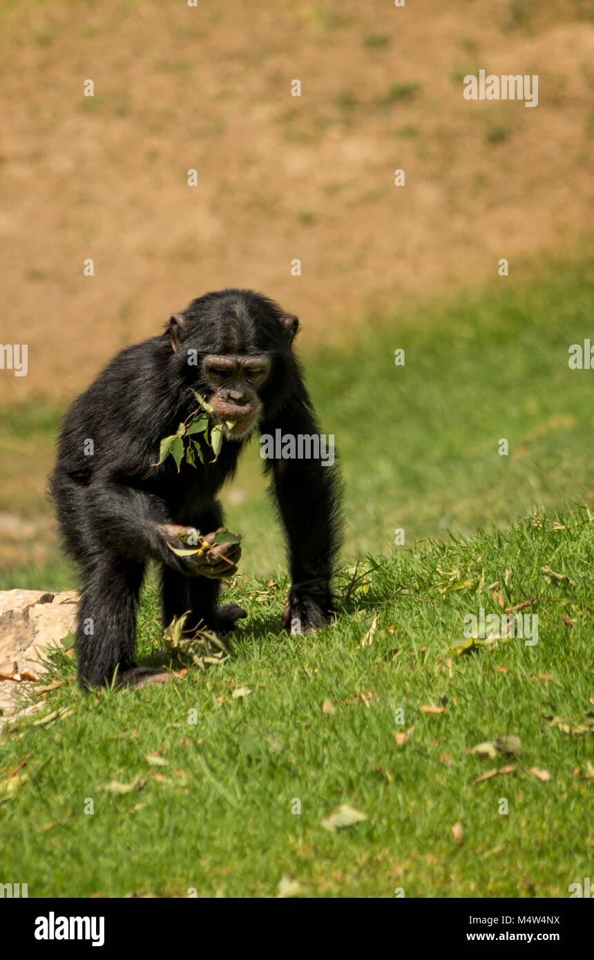 Monkey eating healthy Stock Photo Alamy