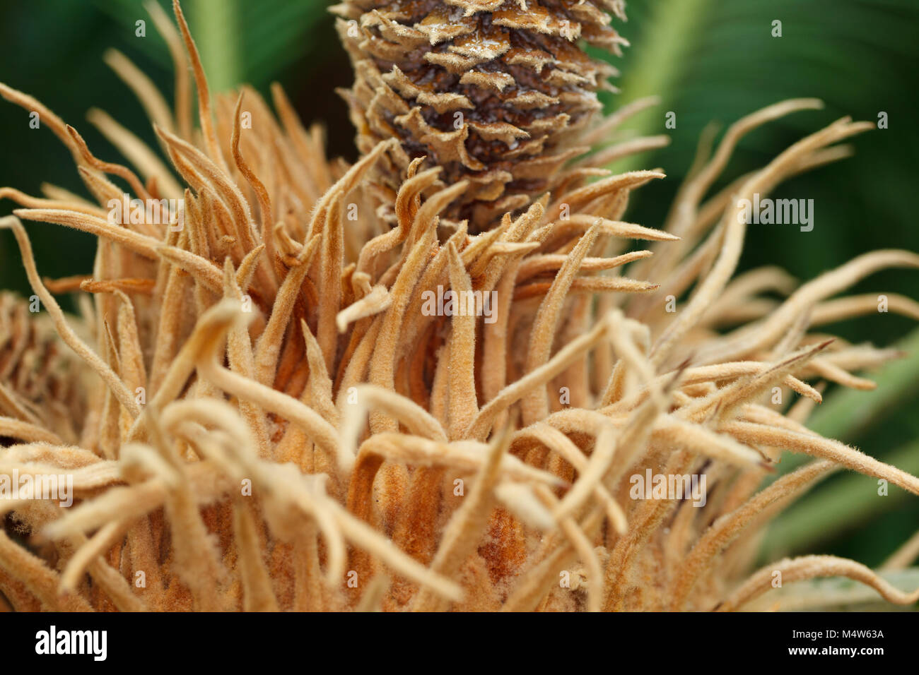 Japanese sago palm, Japansk kottepalm (Cycas revoluta) Stock Photo