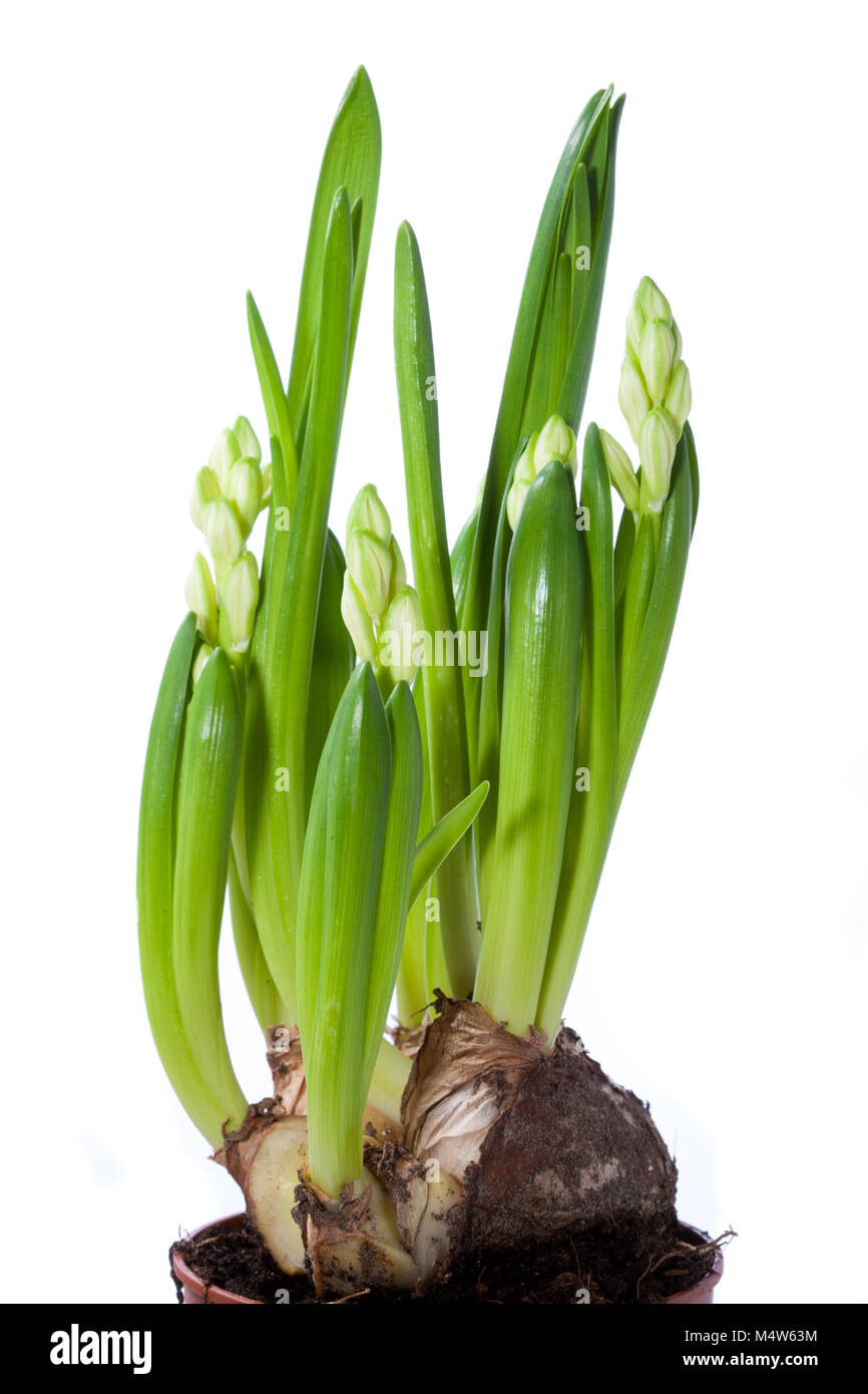 'White Festival' Dutch Hyacinth, Multiflorahyacint (Hyacinthus orientalis) Stock Photo